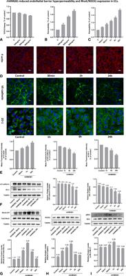 Roles of RAGE/ROCK1 Pathway in HMGB1-Induced Early Changes in Barrier Permeability of Human Pulmonary Microvascular Endothelial Cell